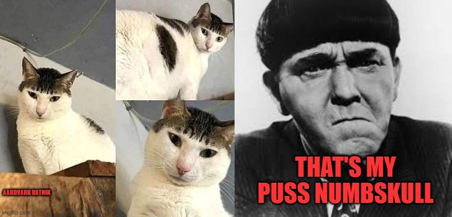 Moe Howard's Cat | THAT'S MY PUSS NUMBSKULL; AARDVARK RATNIK | image tagged in cat,three stooges,funny memes,retro,comedy | made w/ Imgflip meme maker