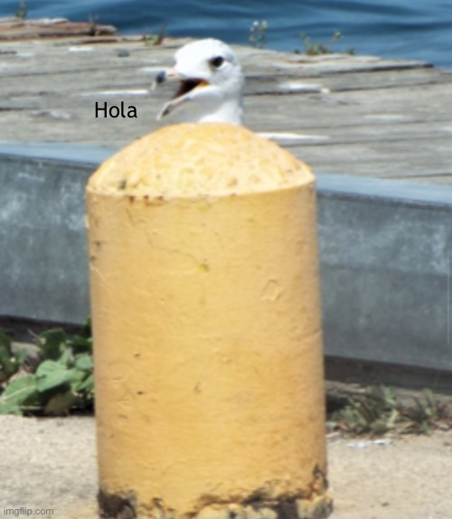 Hola | made w/ Imgflip meme maker