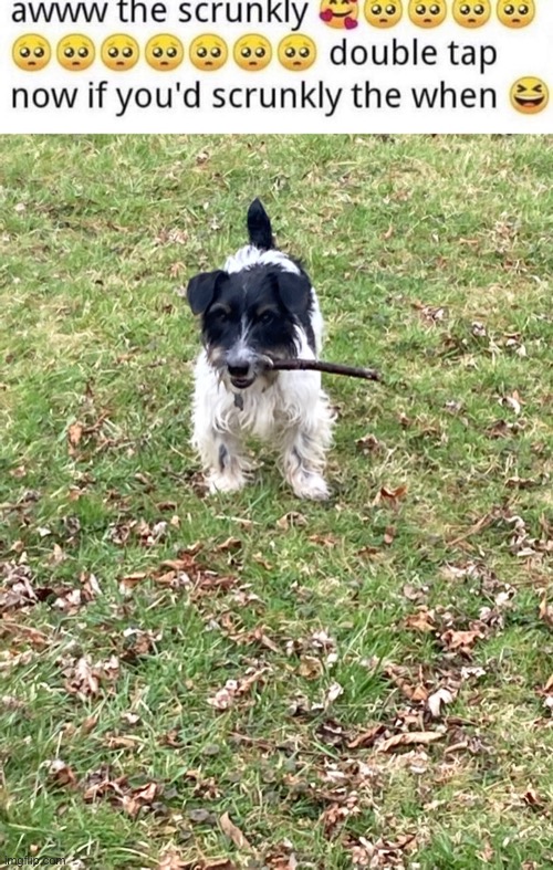 Posting my dog again cuz why not | made w/ Imgflip meme maker