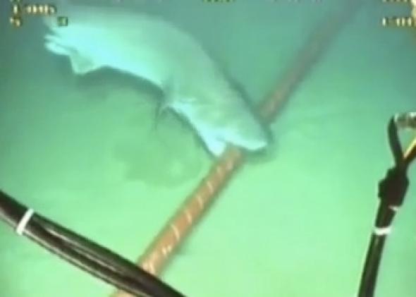 High Quality Shark eats Fibre Optic Cable Blank Meme Template