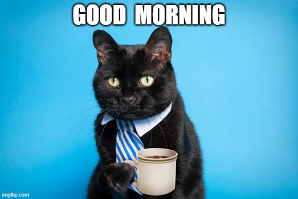 good morning, coffee cat | GOOD  MORNING | image tagged in cat | made w/ Imgflip meme maker