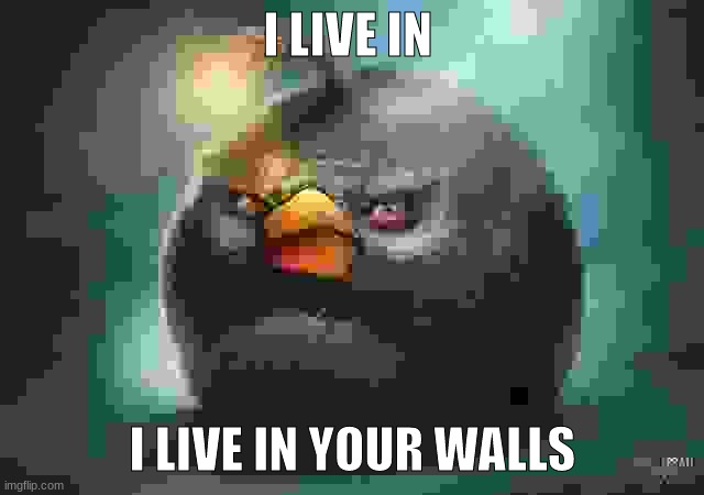 Don't check the attic | I LIVE IN; I LIVE IN YOUR WALLS | image tagged in angry birds bomb | made w/ Imgflip meme maker