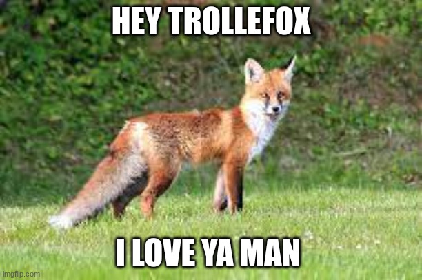 no homo | HEY TROLLEFOX; I LOVE YA MAN | image tagged in fox | made w/ Imgflip meme maker