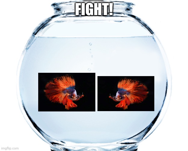 Fishbowl | FIGHT! | image tagged in fishbowl | made w/ Imgflip meme maker