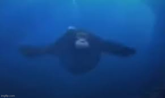 monke swimming | image tagged in monke swimming | made w/ Imgflip meme maker