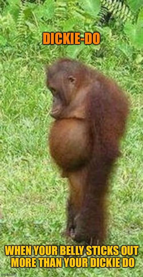 Chubby orangutan | DICKIE-DO; WHEN YOUR BELLY STICKS OUT 
MORE THAN YOUR DICKIE DO | image tagged in chubby orangutan | made w/ Imgflip meme maker