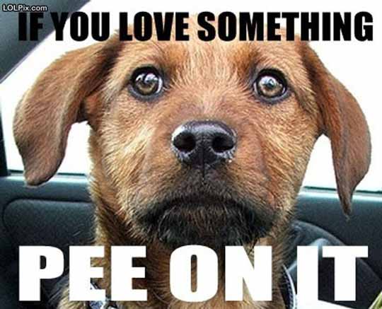 image tagged in funny,animals,dogs