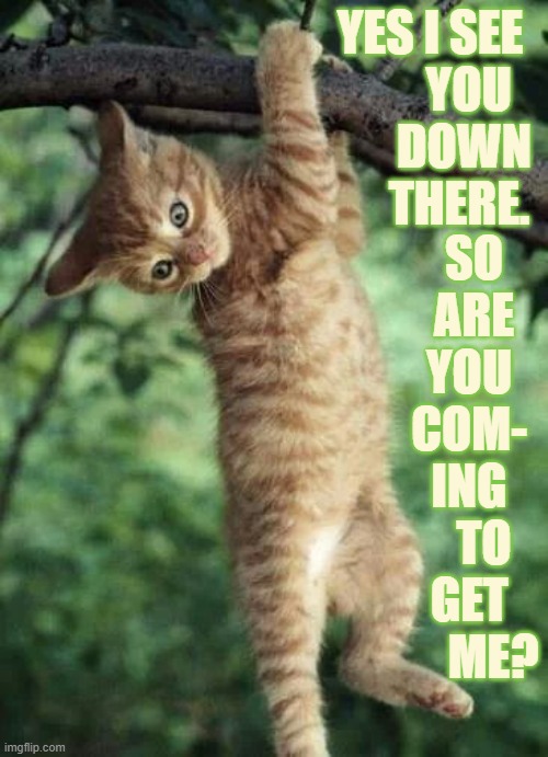 Just One Of Those Days | YES I SEE         YOU        DOWN       THERE. SO ARE YOU  COM-  ING    TO GET      ME? | image tagged in memes,cats,kitten,hanging,tree,save me | made w/ Imgflip meme maker