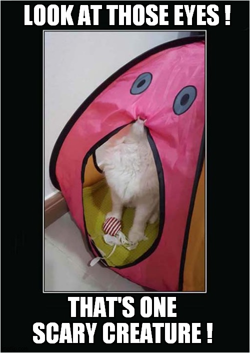 It's A Monster ! | LOOK AT THOSE EYES ! THAT'S ONE SCARY CREATURE ! | image tagged in cats,monster,tent | made w/ Imgflip meme maker
