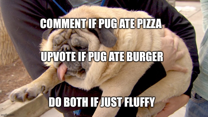 Fat Pug Imgflip 