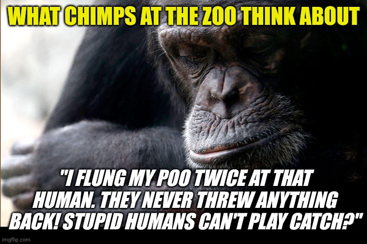 Chimps, they are simplier than you think. | WHAT CHIMPS AT THE ZOO THINK ABOUT; "I FLUNG MY POO TWICE AT THAT HUMAN. THEY NEVER THREW ANYTHING BACK! STUPID HUMANS CAN'T PLAY CATCH?" | image tagged in koko,apes,ideas,games | made w/ Imgflip meme maker