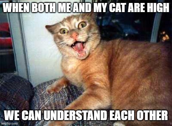crazy cat | WHEN BOTH ME AND MY CAT ARE HIGH; WE CAN UNDERSTAND EACH OTHER | image tagged in crazy cat | made w/ Imgflip meme maker
