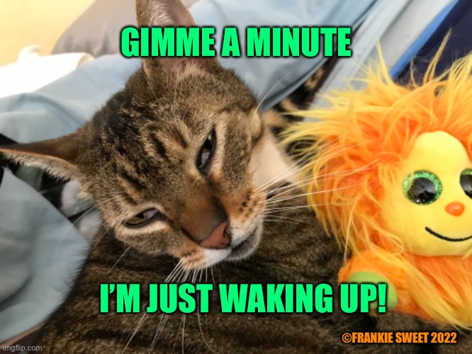 Gimme a minute | GIMME A MINUTE; I’M JUST WAKING UP! ©FRANKIE SWEET 2022 | image tagged in wait,cat,funny animals,morning,sleepy cat,waking up | made w/ Imgflip meme maker
