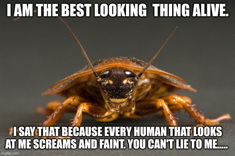 Cockroach | I AM THE BEST LOOKING  THING ALIVE. I SAY THAT BECAUSE EVERY HUMAN THAT LOOKS AT ME SCREAMS AND FAINT. YOU CAN'T LIE TO ME..... | image tagged in cockroach | made w/ Imgflip meme maker