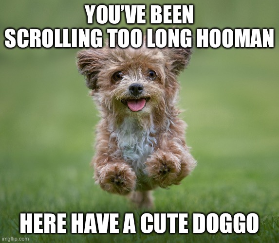 YOU’VE BEEN SCROLLING TOO LONG HOOMAN; HERE HAVE A CUTE DOGGO | image tagged in doggo | made w/ Imgflip meme maker