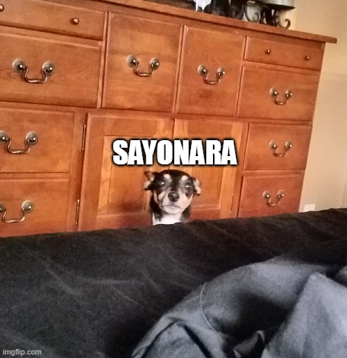 Dog peeking | SAYONARA | image tagged in dog peeking | made w/ Imgflip meme maker