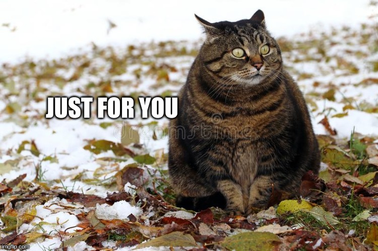 Fat Cat | JUST FOR YOU | image tagged in fat cat | made w/ Imgflip meme maker
