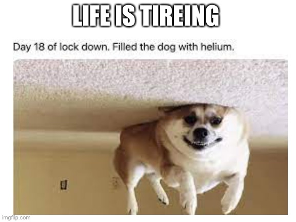 Dog meme | LIFE IS TIREING | image tagged in 2020,2021,2022,lockdown | made w/ Imgflip meme maker