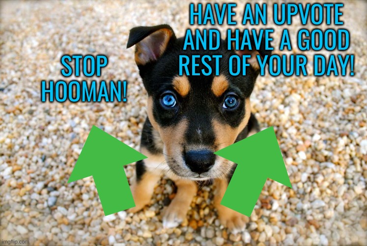 Enjoy the cute doggo :c) | HAVE AN UPVOTE AND HAVE A GOOD REST OF YOUR DAY! STOP HOOMAN! | image tagged in memes,upvotes,dogs | made w/ Imgflip meme maker