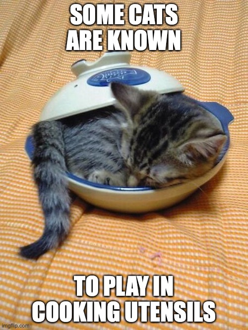 Cat in a Clay Pot | SOME CATS ARE KNOWN; TO PLAY IN COOKING UTENSILS | image tagged in memes,cats | made w/ Imgflip meme maker