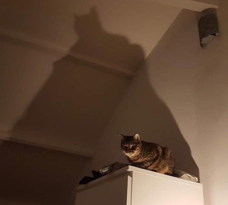 Batcat Blank Meme Template