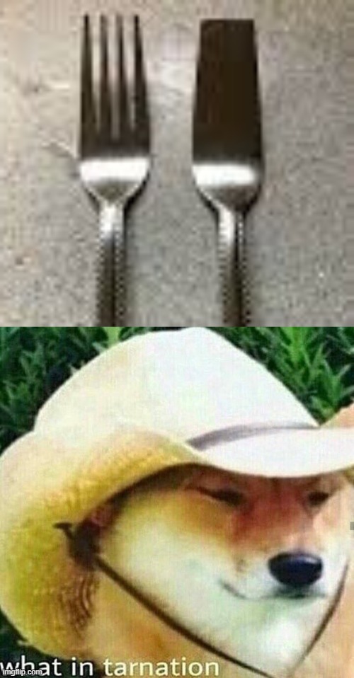 the fork on the right | image tagged in what in tarnation dog | made w/ Imgflip meme maker