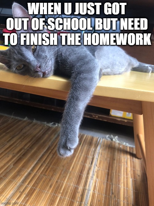 School ughh | WHEN U JUST GOT OUT OF SCHOOL BUT NEED TO FINISH THE HOMEWORK | image tagged in cute cat,funny memes,school | made w/ Imgflip meme maker