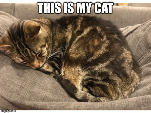 read my name | THIS IS MY CAT | image tagged in memes | made w/ Imgflip meme maker