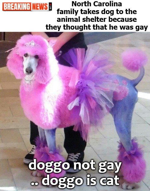 North Carolina family takes dog to the animal shelter because they thought that he was gay; doggo not gay .. doggo is cat | image tagged in cat | made w/ Imgflip meme maker