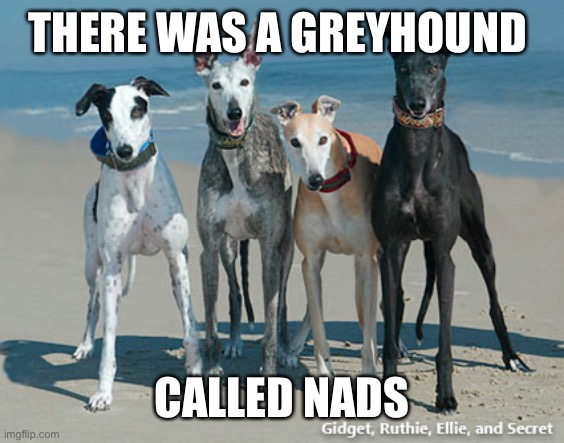 Go Nads | THERE WAS A GREYHOUND; CALLED NADS | image tagged in greyhound dogs | made w/ Imgflip meme maker