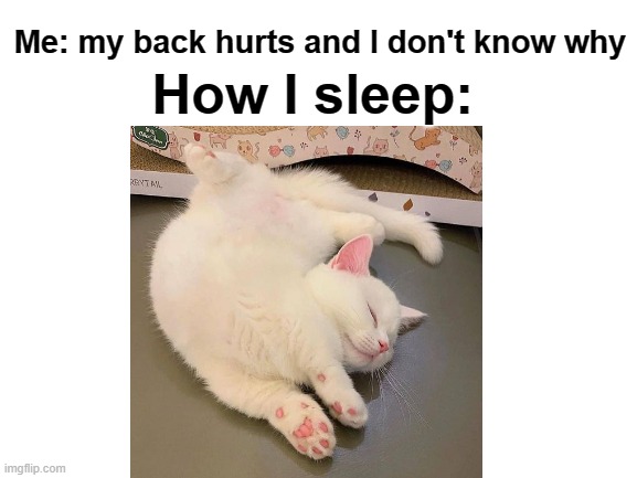 yes | How I sleep:; Me: my back hurts and I don't know why | image tagged in cat,meme | made w/ Imgflip meme maker