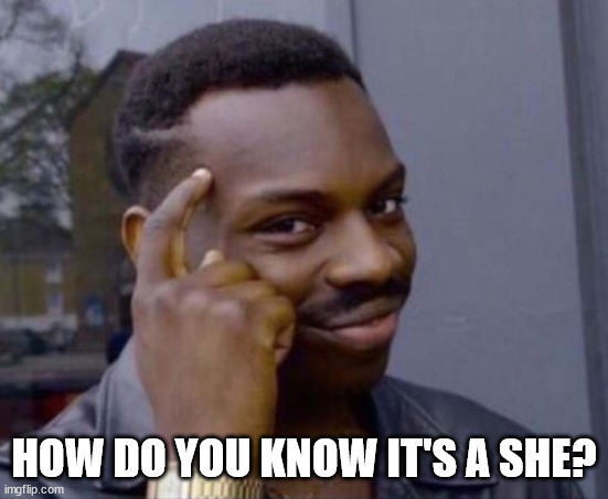 black guy pointing at head | HOW DO YOU KNOW IT'S A SHE? | image tagged in black guy pointing at head | made w/ Imgflip meme maker