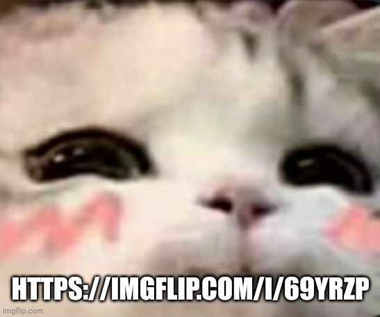 cute cat | HTTPS://IMGFLIP.COM/I/69YRZP; HTTPS://IMGFLIP.COM/I/69YRZP | image tagged in cute cat | made w/ Imgflip meme maker