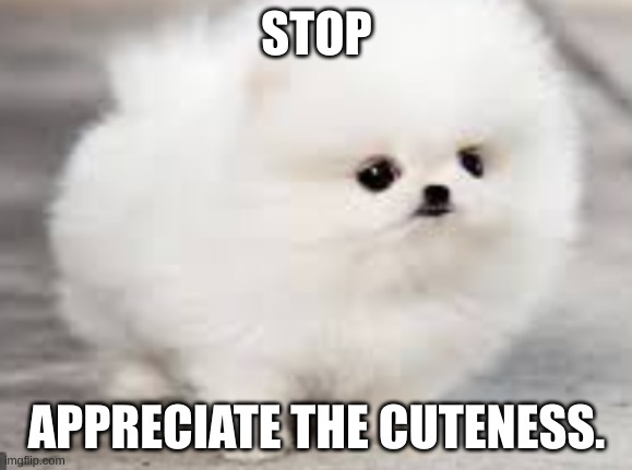 PLEASE I NEED THIS IN MY LIFE | STOP; APPRECIATE THE CUTENESS. | image tagged in cute,doge | made w/ Imgflip meme maker