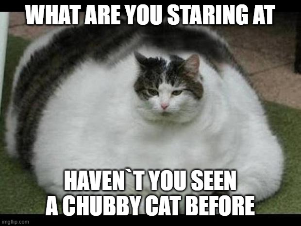 fat cat 2 | WHAT ARE YOU STARING AT; HAVEN`T YOU SEEN A CHUBBY CAT BEFORE | image tagged in fat cat 2 | made w/ Imgflip meme maker