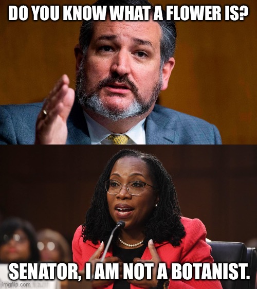She’s as woke as AOC, and about as dumb. | DO YOU KNOW WHAT A FLOWER IS? SENATOR, I AM NOT A BOTANIST. | image tagged in ted cruze serious,ketanji brown jackson | made w/ Imgflip meme maker