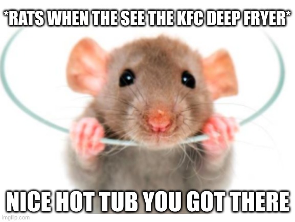 7 foot rat, rats along his rat | *RATS WHEN THE SEE THE KFC DEEP FRYER*; NICE HOT TUB YOU GOT THERE | image tagged in kfc | made w/ Imgflip meme maker