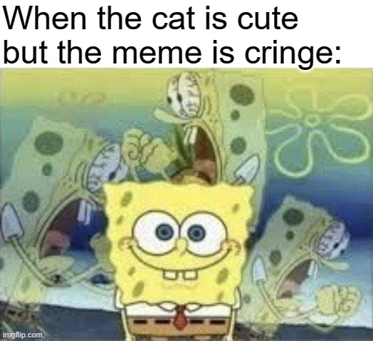 SpongeBob Internal Screaming | When the cat is cute but the meme is cringe: | image tagged in spongebob internal screaming | made w/ Imgflip meme maker