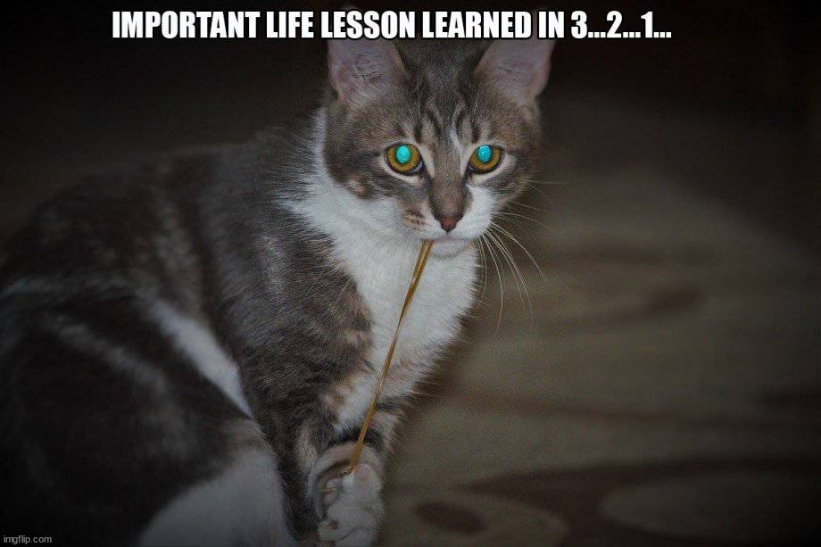 image tagged in cats | made w/ Imgflip meme maker
