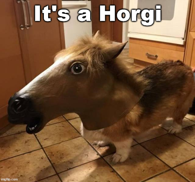 It's a Horgi | image tagged in dogs | made w/ Imgflip meme maker