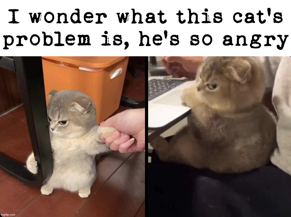 I wonder what this cat's problem is, he's so angry | image tagged in cats,angry | made w/ Imgflip meme maker