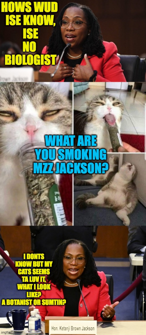 Liberal Education: As effective as their policies | HOWS WUD 
ISE KNOW,
ISE
NO 
BIOLOGIST; WHAT ARE YOU SMOKING MZZ JACKSON? I DONTS KNOW BUT MY CATS SEEMS TA LUV IT,
WHAT I LOOK LIKE?
A BOTANIST OR SUMTIN? | image tagged in ketanji brown jackson,catnip | made w/ Imgflip meme maker