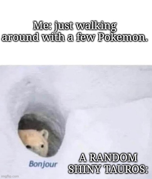 This happened on a playthrough of Sun & Moon. | Me: just walking around with a few Pokemon. A RANDOM SHINY TAUROS: | image tagged in bonjour,pokemon | made w/ Imgflip meme maker