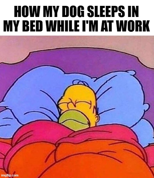 Homer Simpson Bed |  HOW MY DOG SLEEPS IN MY BED WHILE I'M AT WORK | image tagged in homer simpson bed,funny dog memes,dog memes | made w/ Imgflip meme maker