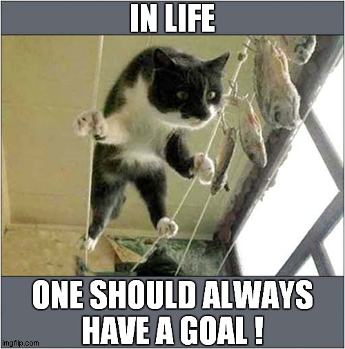 A Cat With Ambition ! | IN LIFE; ONE SHOULD ALWAYS
HAVE A GOAL ! | image tagged in cats,life lessons,balance,fishing | made w/ Imgflip meme maker