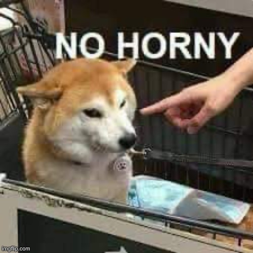 No | image tagged in no horny doge | made w/ Imgflip meme maker