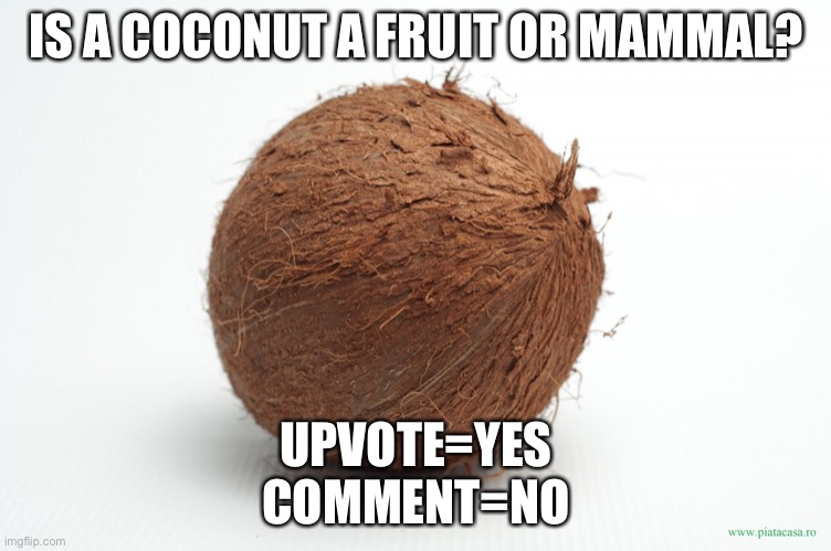 True or false |  IS A COCONUT A FRUIT OR MAMMAL? UPVOTE=YES

COMMENT=NO | image tagged in coconut | made w/ Imgflip meme maker