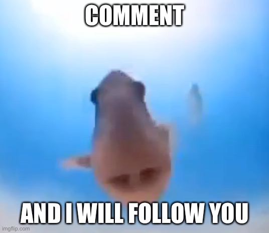 Fish | COMMENT; AND I WILL FOLLOW YOU | image tagged in fish | made w/ Imgflip meme maker