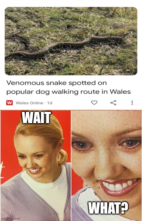 Wait... There's venomous snakes in Wales? | WAIT; WHAT? | image tagged in wait what | made w/ Imgflip meme maker