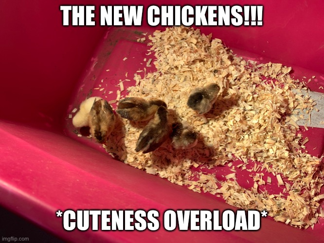 They so cuteeee | THE NEW CHICKENS!!! *CUTENESS OVERLOAD* | made w/ Imgflip meme maker